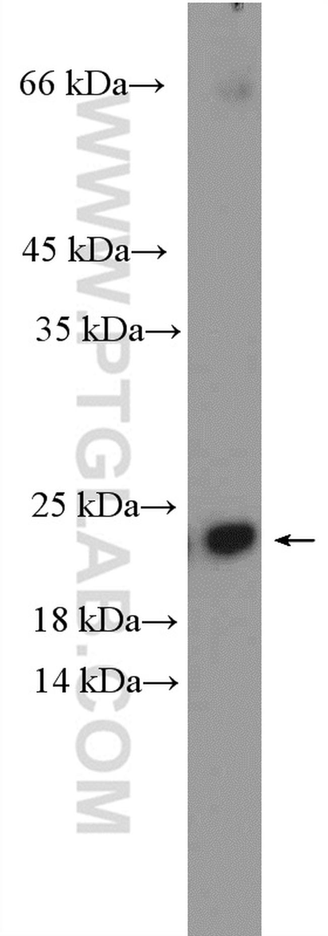 ARL3 Antibody in Western Blot (WB)