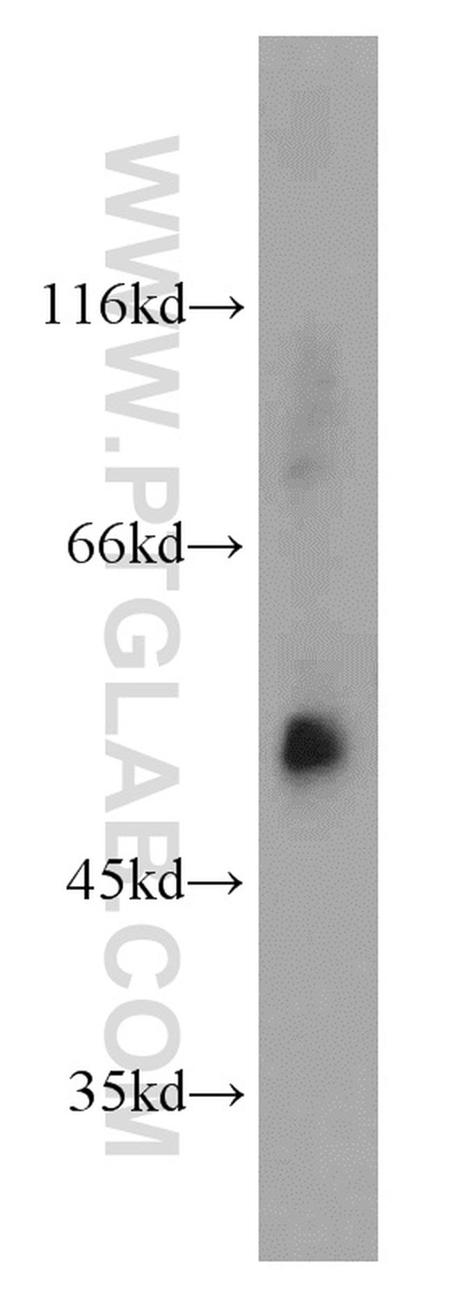 COPS2/TRIP15 Antibody in Western Blot (WB)