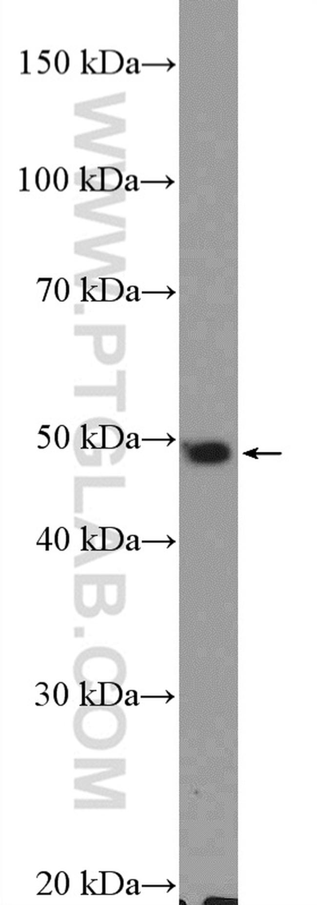 COPS2/TRIP15 Antibody in Western Blot (WB)