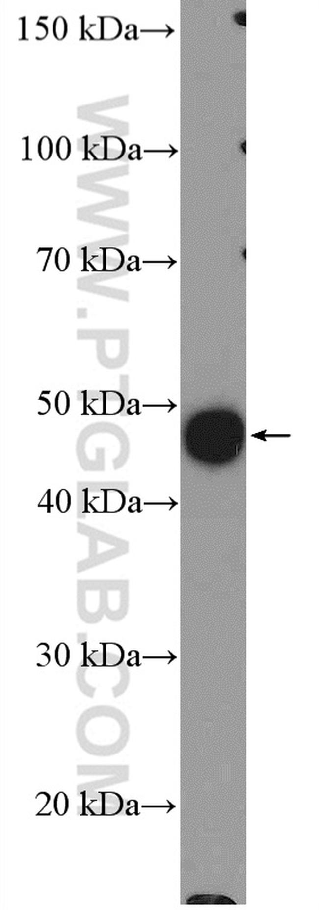 COPS2/TRIP15 Antibody in Western Blot (WB)