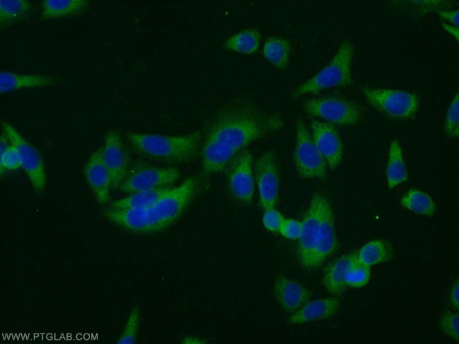 COPS2/TRIP15 Antibody in Immunocytochemistry (ICC/IF)