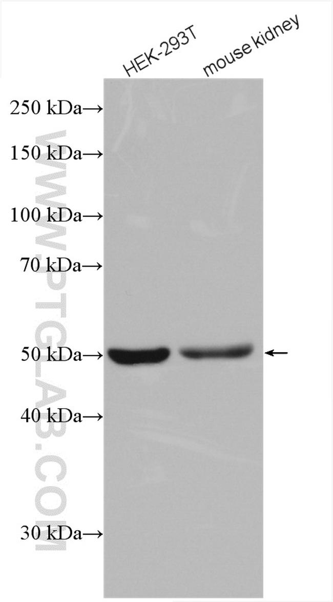 COPS2/TRIP15 Antibody in Western Blot (WB)