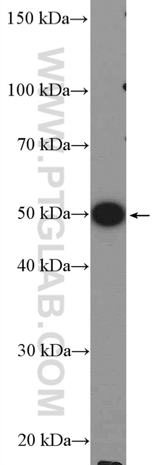 COPS2/TRIP15 Antibody in Western Blot (WB)