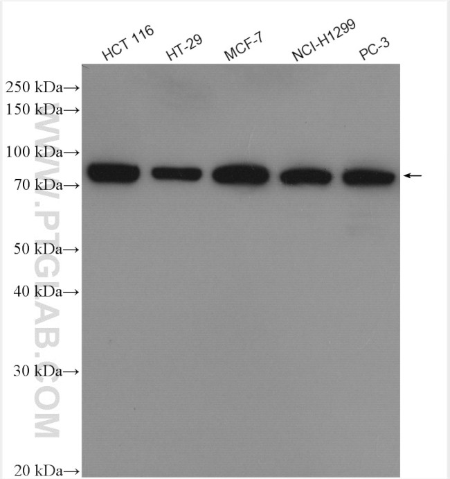 PABPC1/PABP Antibody in Western Blot (WB)