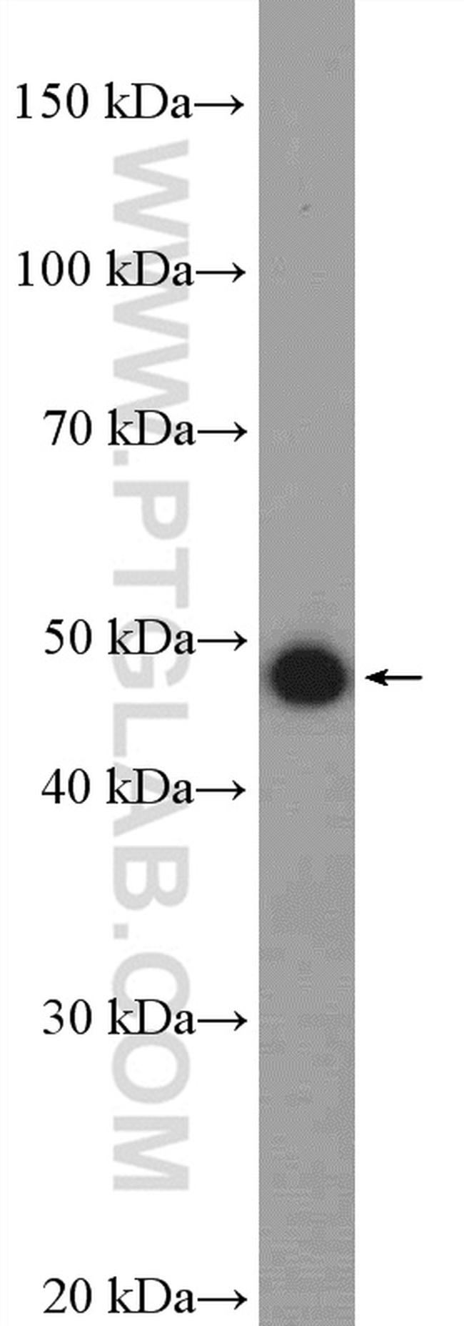 CTBP1 Antibody in Western Blot (WB)