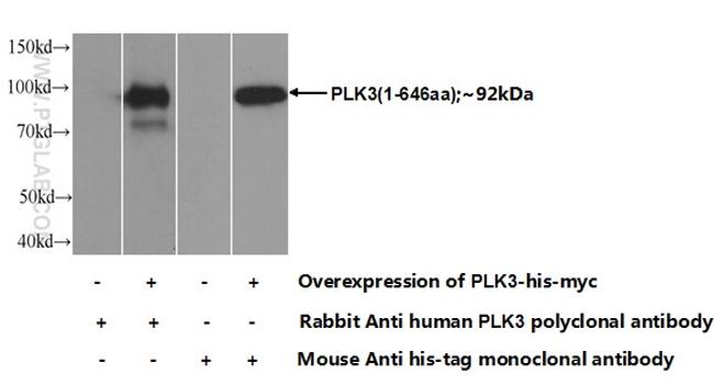 PLK3 Antibody in Western Blot (WB)