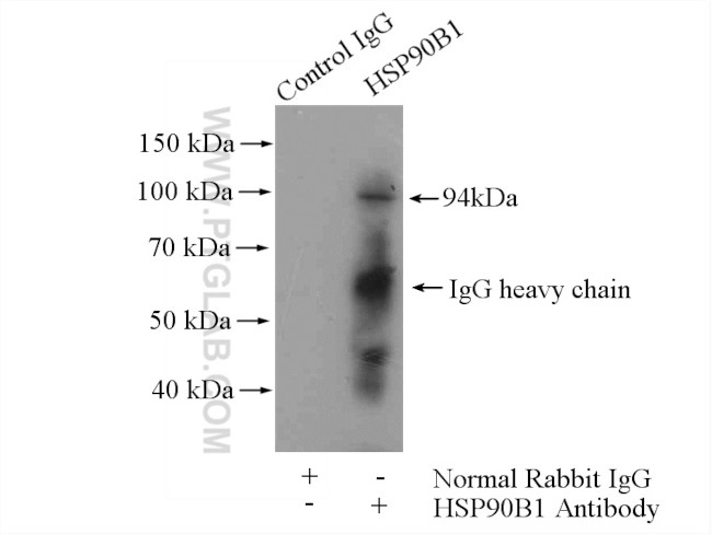 GRP94 Antibody in Immunoprecipitation (IP)