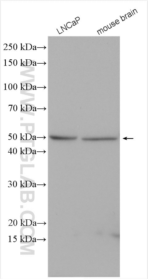 PICK1 Antibody in Western Blot (WB)