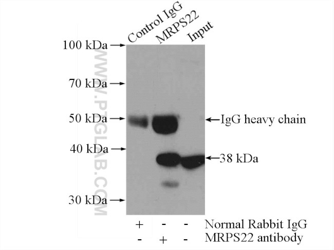 MRPS22 Antibody in Immunoprecipitation (IP)