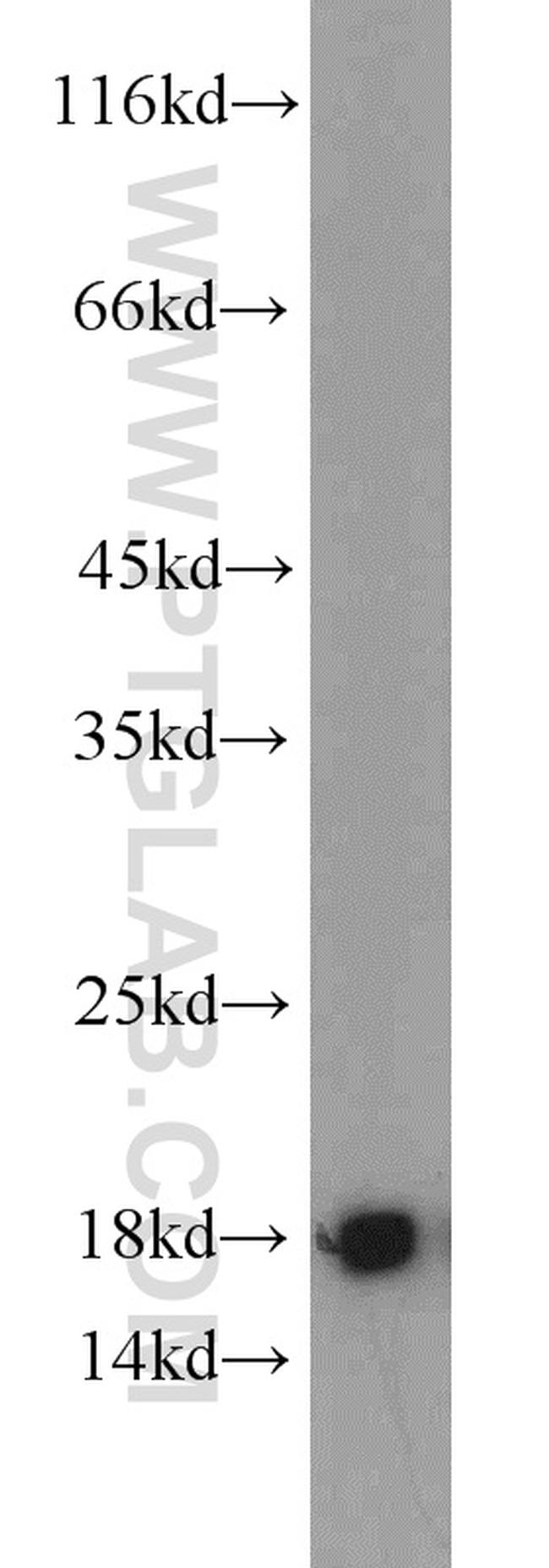 GRIM19 Antibody in Western Blot (WB)