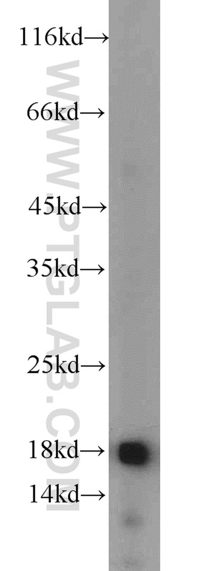 GRIM19 Antibody in Western Blot (WB)