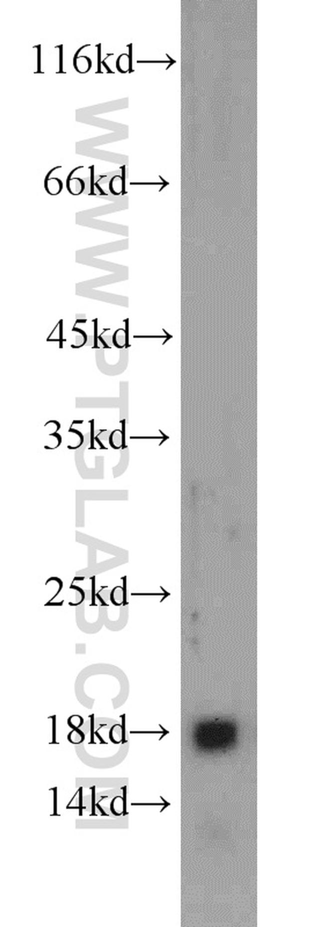 GRIM19 Antibody in Western Blot (WB)