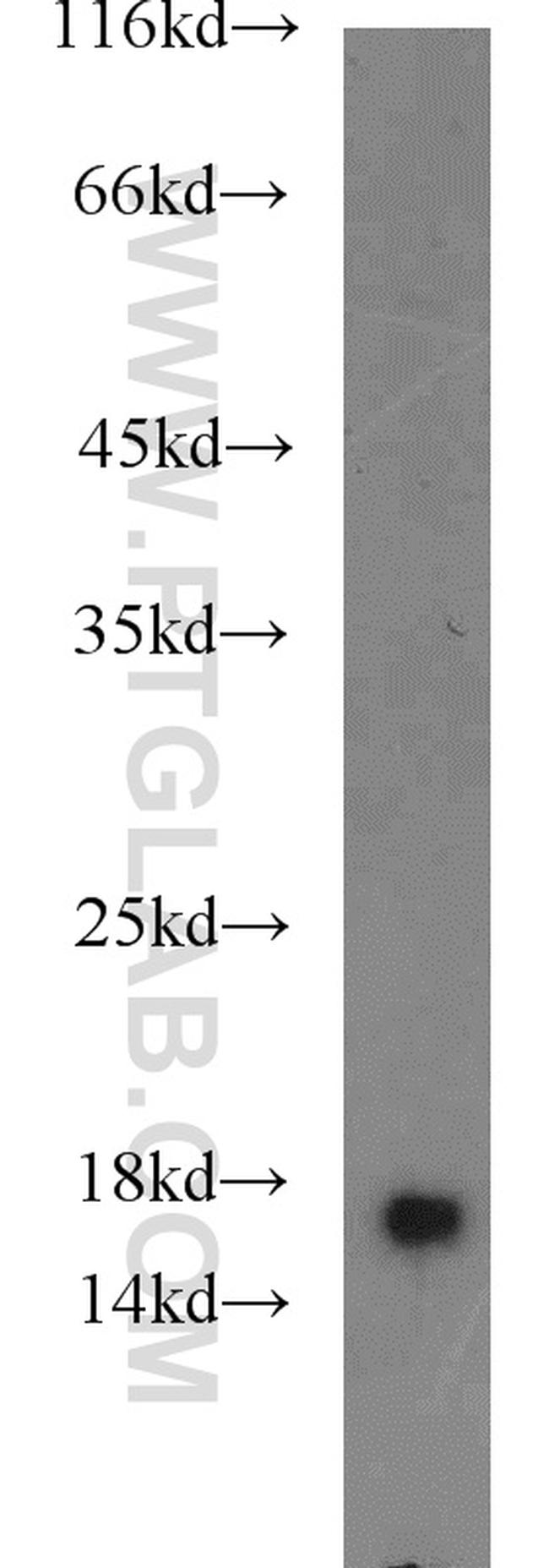 GRIM19 Antibody in Western Blot (WB)