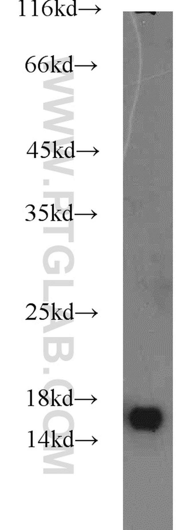 GRIM19 Antibody in Western Blot (WB)