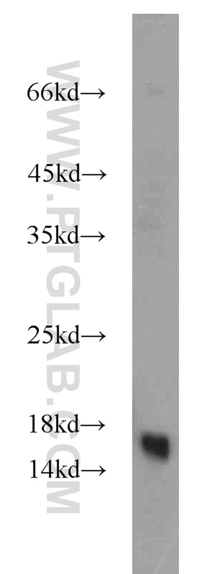 GRIM19 Antibody in Western Blot (WB)