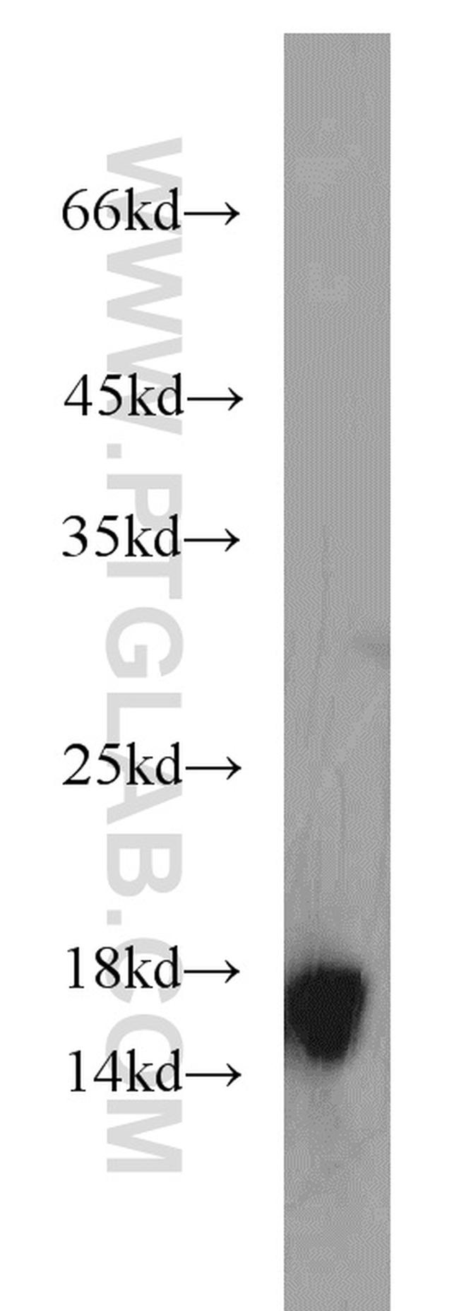 GRIM19 Antibody in Western Blot (WB)