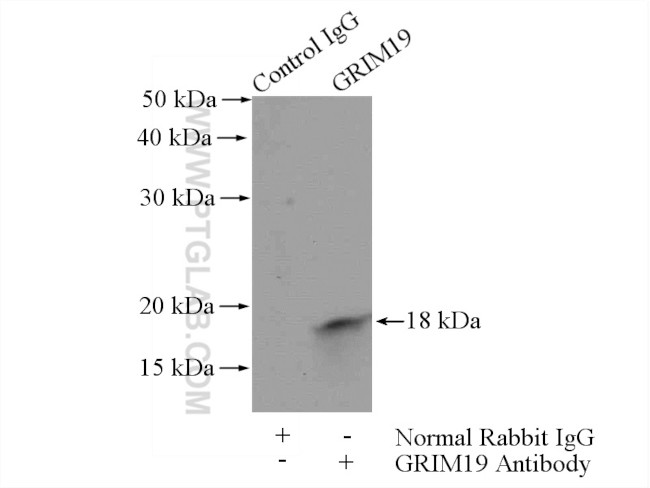 GRIM19 Antibody in Immunoprecipitation (IP)