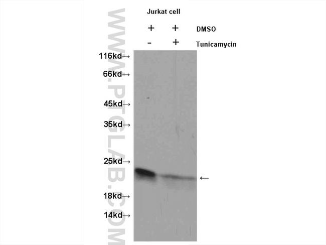 BID Antibody in Western Blot (WB)