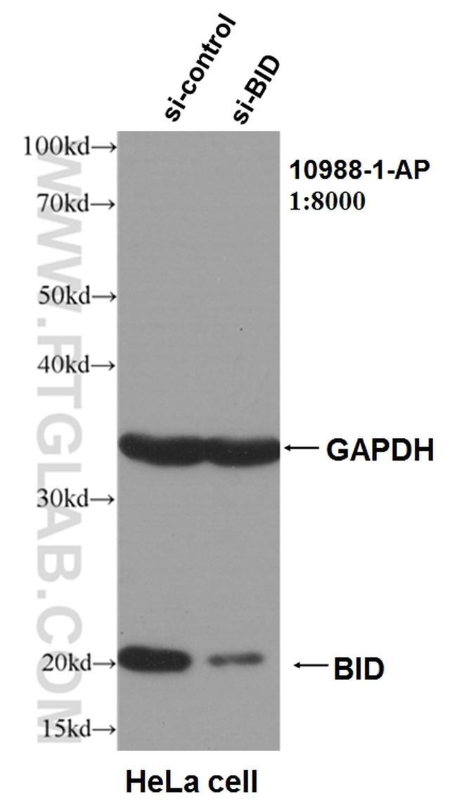 BID Antibody in Western Blot (WB)