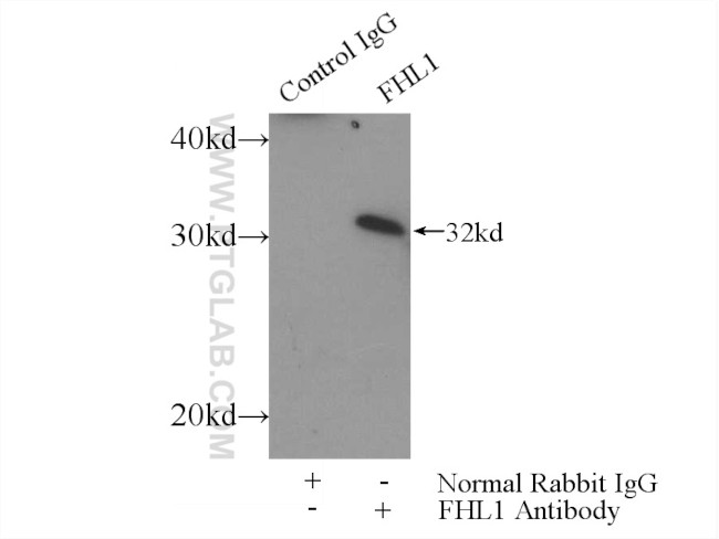 FHL1 Antibody in Immunoprecipitation (IP)