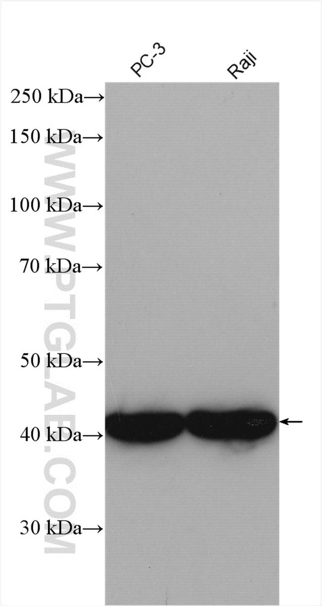 CSNK2A1 Antibody in Western Blot (WB)