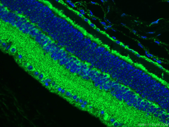 Cytochrome c Antibody in Immunohistochemistry (PFA fixed) (IHC (PFA))