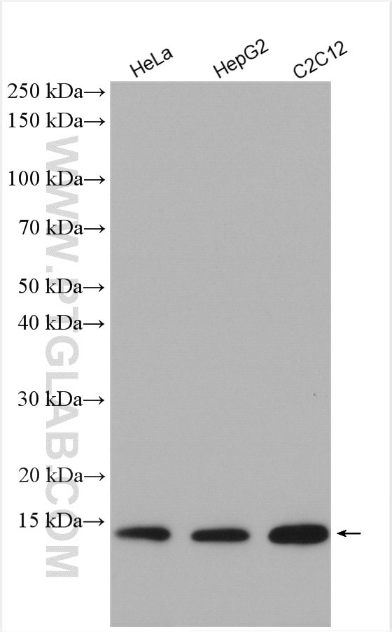 Cytochrome c Antibody in Western Blot (WB)