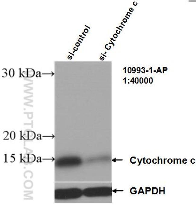 Cytochrome c Antibody in Western Blot (WB)