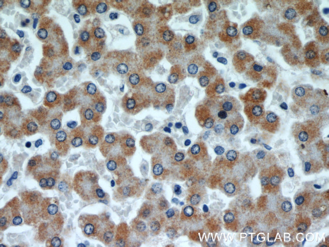 Cytochrome c Antibody in Immunohistochemistry (Paraffin) (IHC (P))