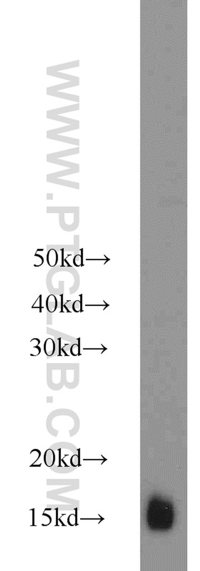 Cytochrome c Antibody in Western Blot (WB)