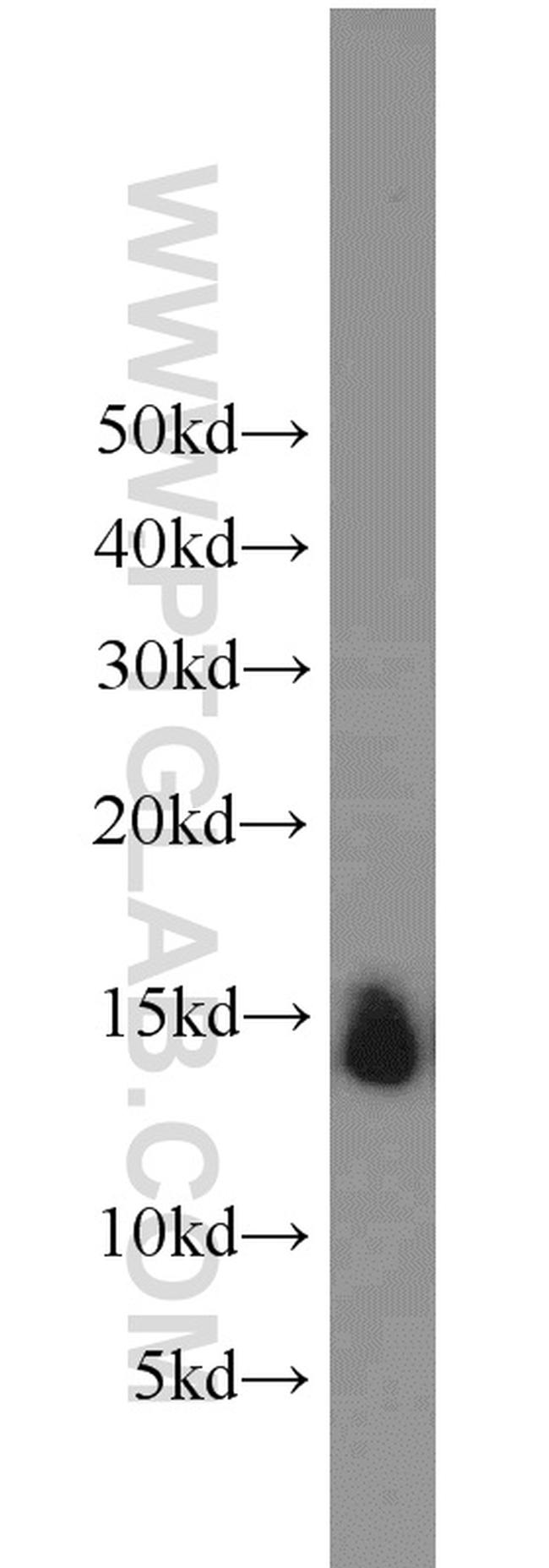 Cytochrome c Antibody in Western Blot (WB)