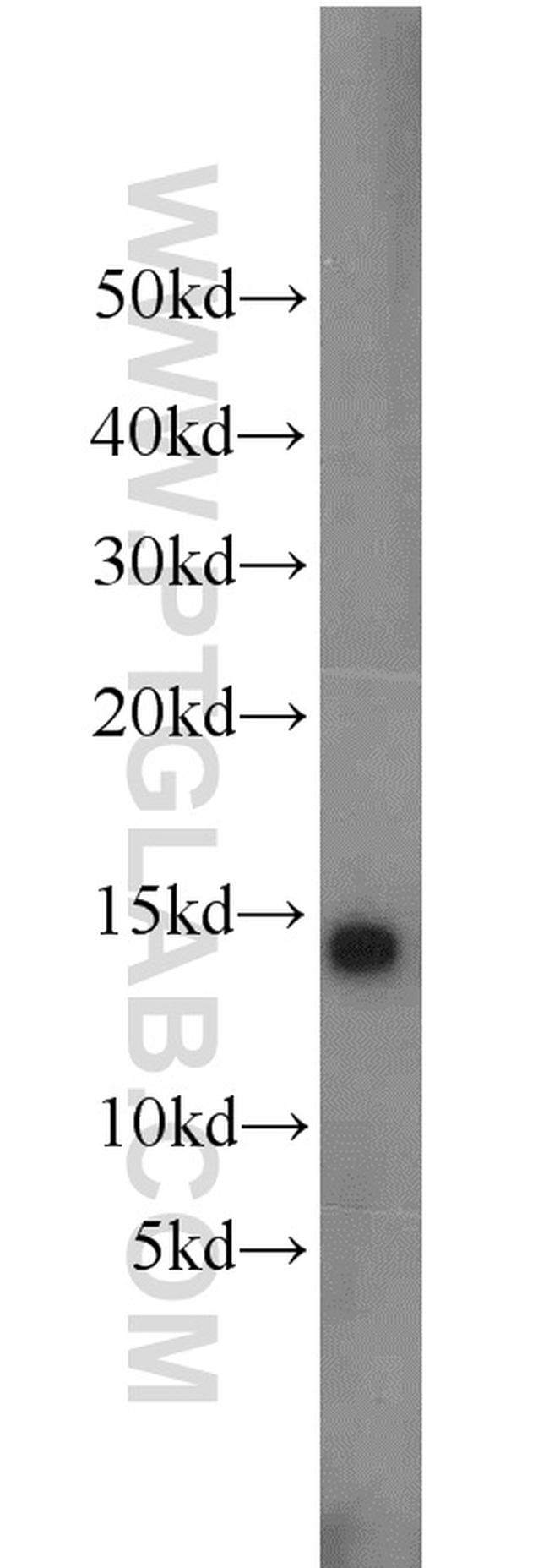 Cytochrome c Antibody in Western Blot (WB)