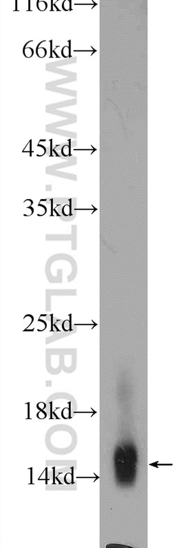 Cytochrome c Antibody in Western Blot (WB)