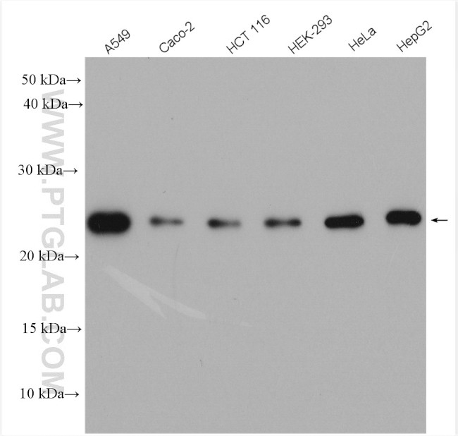 ATP5O Antibody in Western Blot (WB)