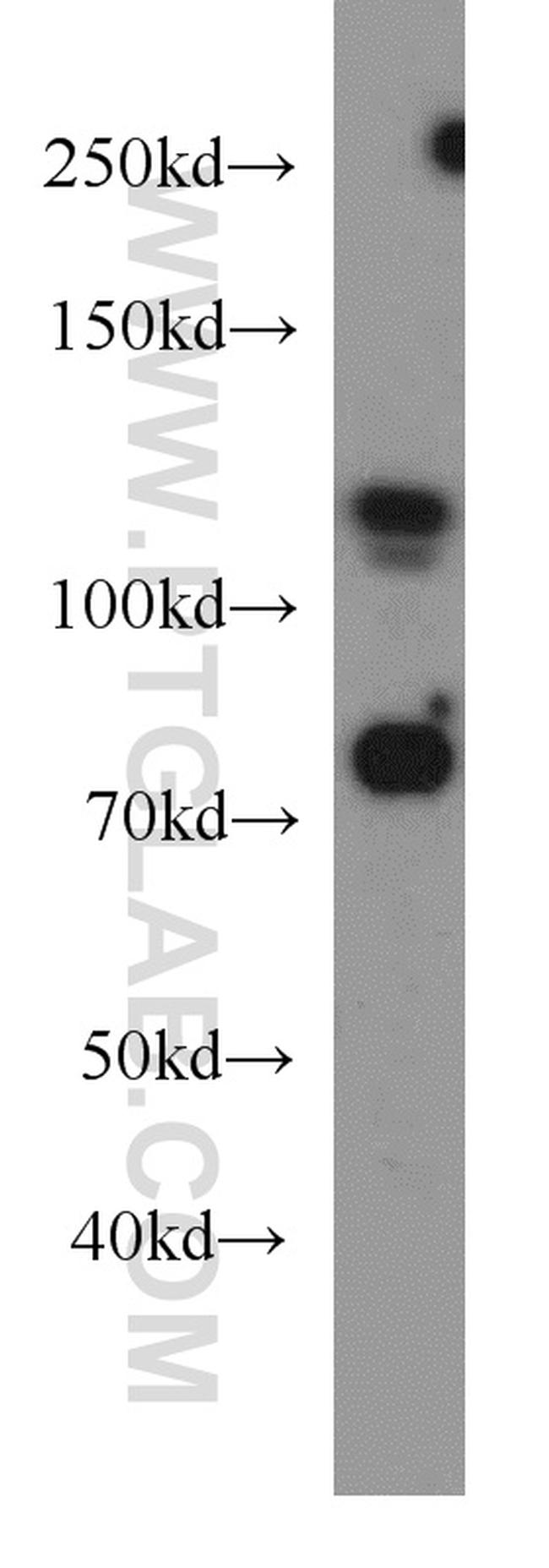 DGCR8 C-terminal Antibody in Western Blot (WB)