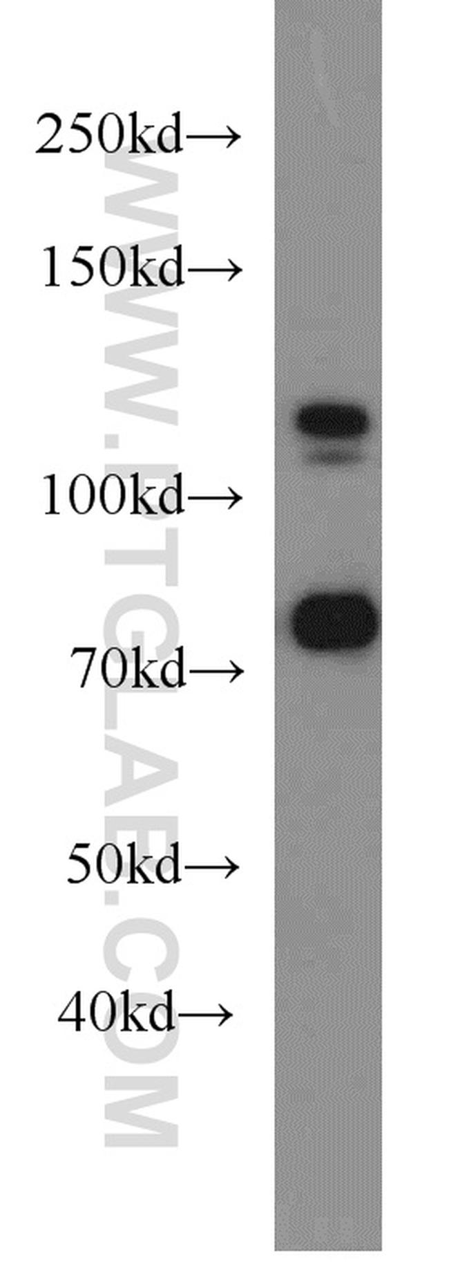 DGCR8 C-terminal Antibody in Western Blot (WB)