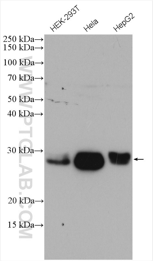 RAB32 Antibody in Western Blot (WB)