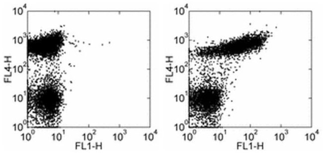 CD21/CD35 Antibody in Flow Cytometry (Flow)