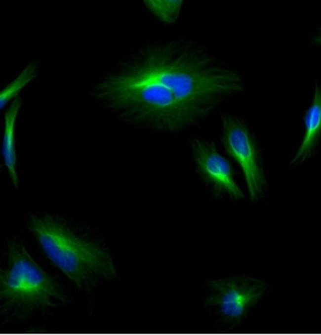 Mouse IgG (H+L) Secondary Antibody in Immunocytochemistry (ICC/IF)