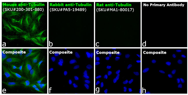 Mouse IgG (H+L) Secondary Antibody in Immunocytochemistry (ICC/IF)