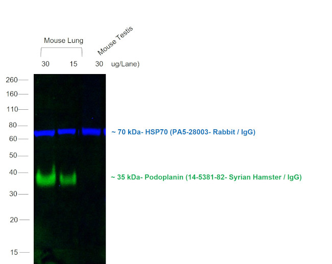 Syrian Hamster IgG (H+L) Secondary Antibody in Western Blot (WB)