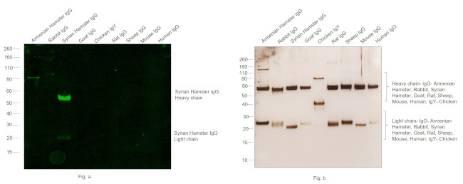 Syrian Hamster IgG (H+L) Secondary Antibody in Western Blot (WB)