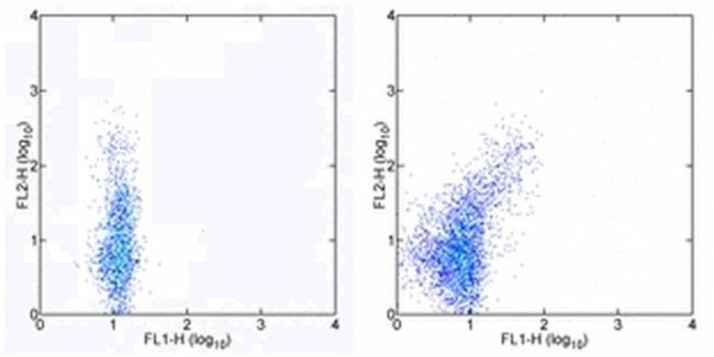 FOXP3 Antibody in Flow Cytometry (Flow)