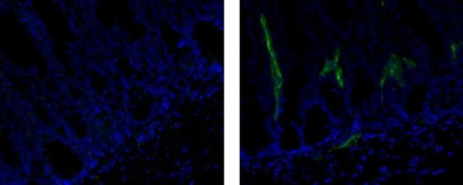 Rat IgG1 Secondary Antibody in Immunohistochemistry (Frozen) (IHC (F))