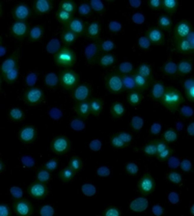 Ki-67 Antibody in Immunocytochemistry (ICC/IF)