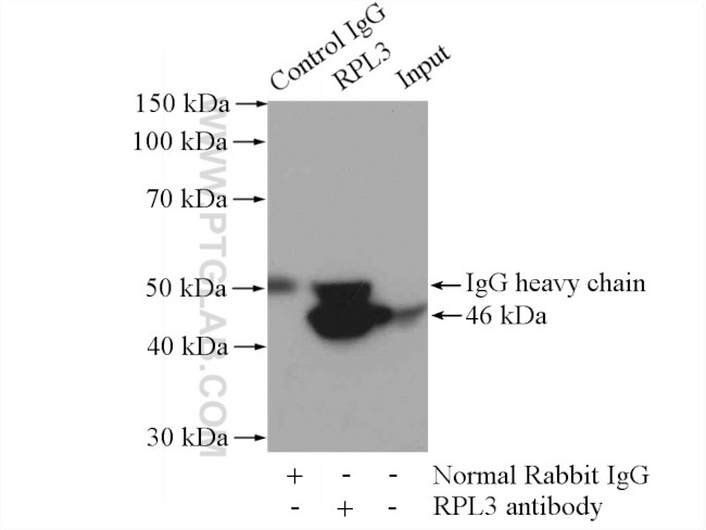 RPL3 Antibody in Immunoprecipitation (IP)