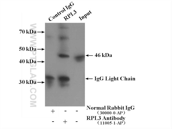 RPL3 Antibody in Immunoprecipitation (IP)