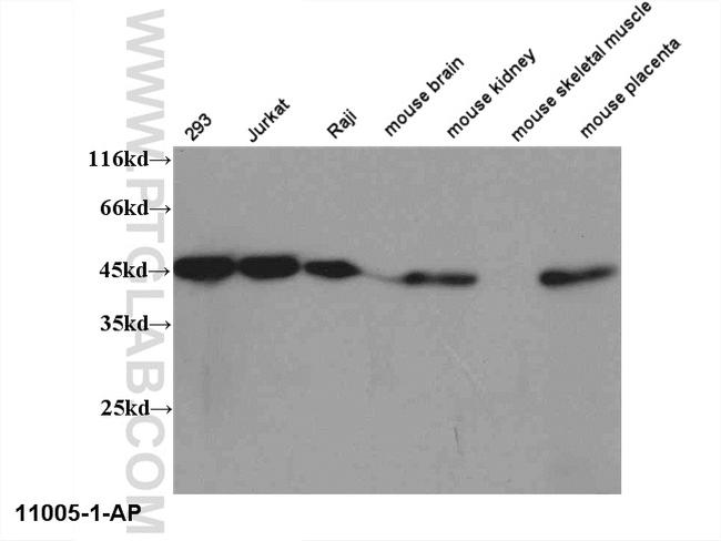 RPL3 Antibody in Western Blot (WB)