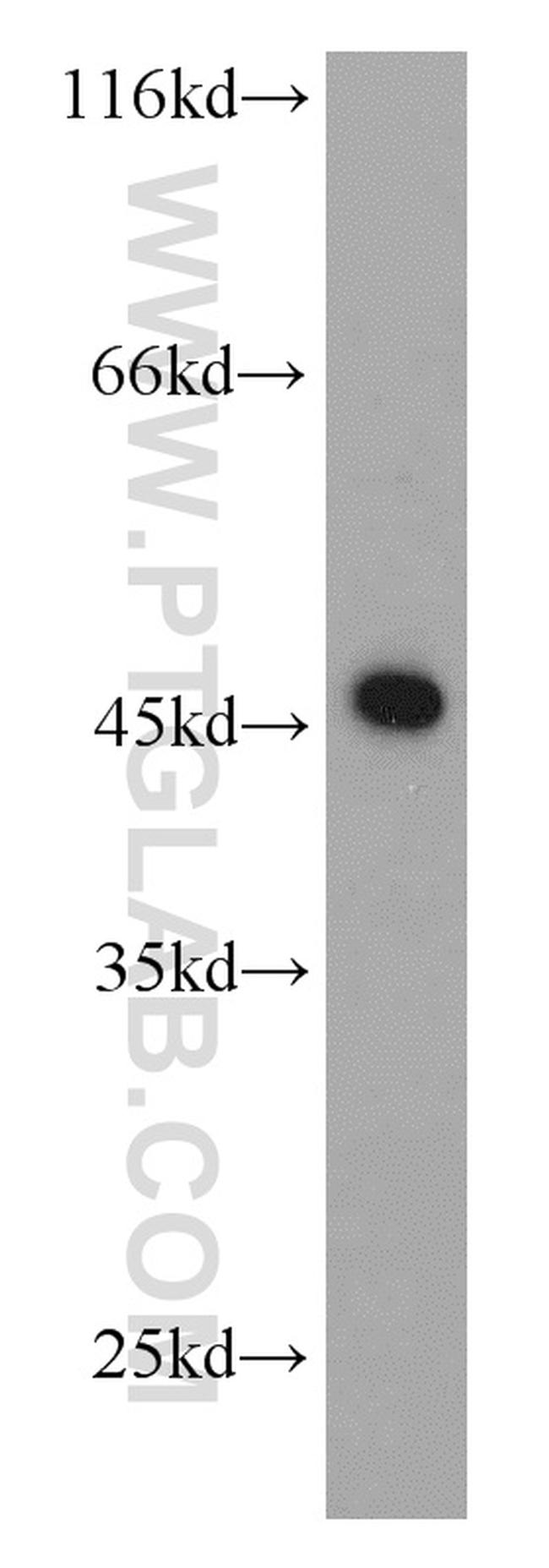 RPL3 Antibody in Western Blot (WB)