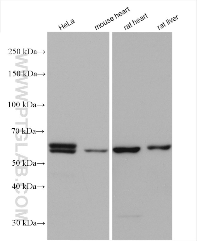 PPAN Antibody in Western Blot (WB)